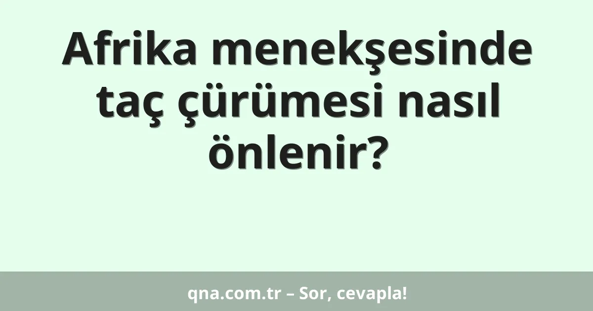 Afrika menekşesinde taç çürümesi nasıl önlenir?