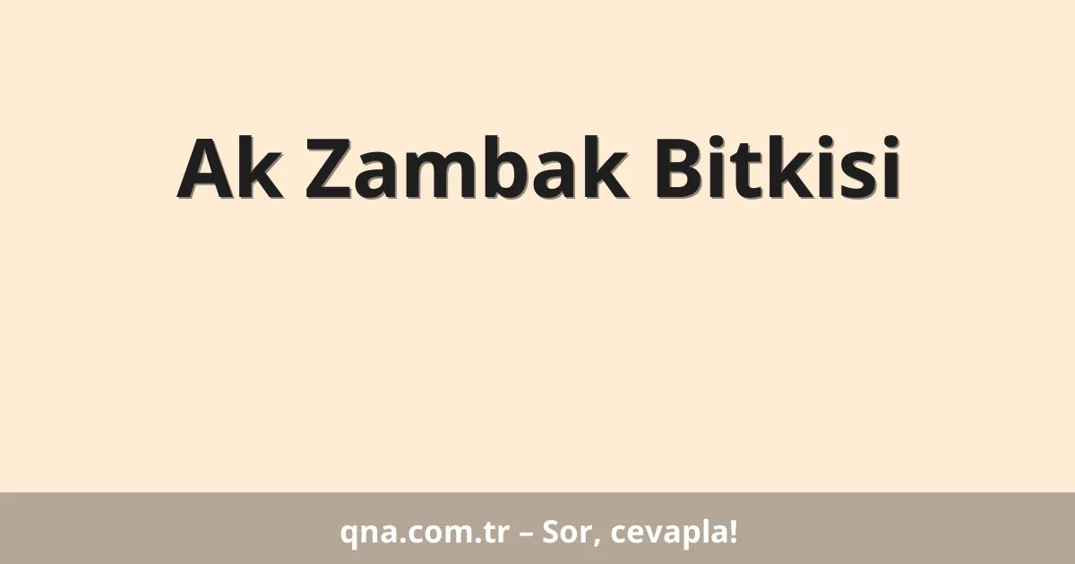 Ak Zambak Bitkisi
