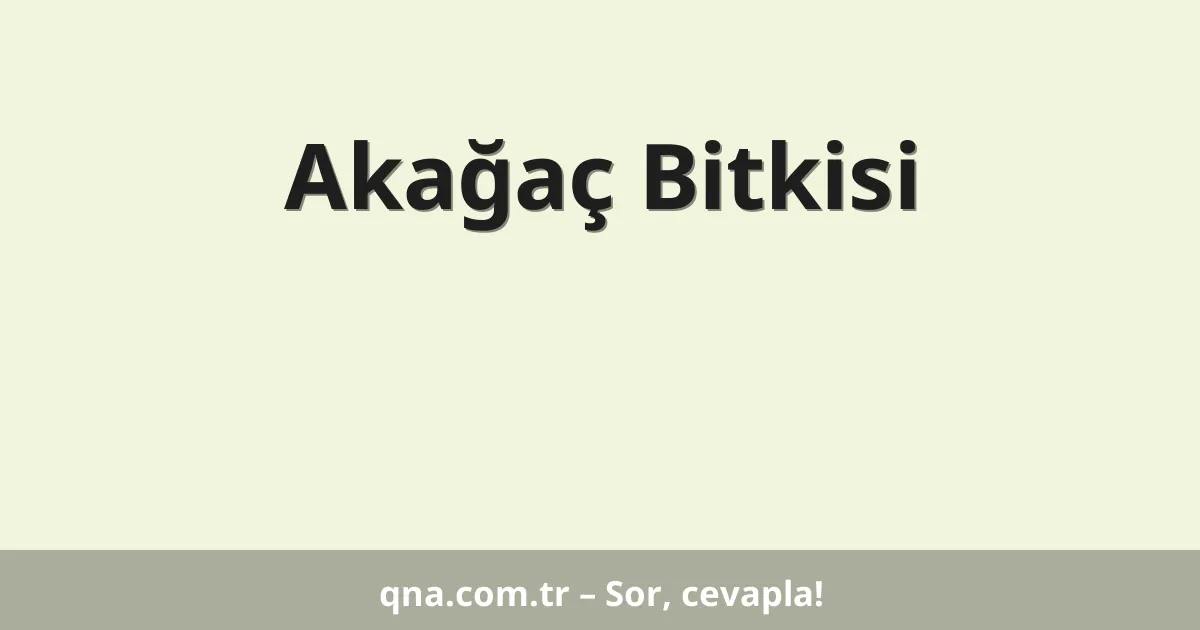 Akağaç Bitkisi