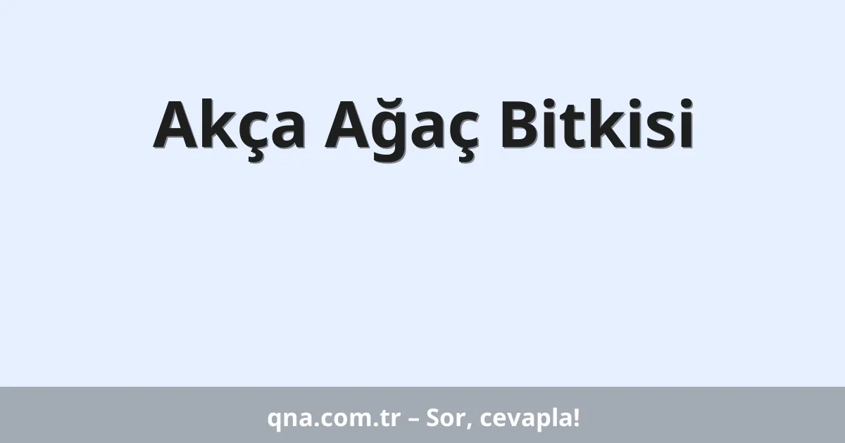 Akça Ağaç Bitkisi