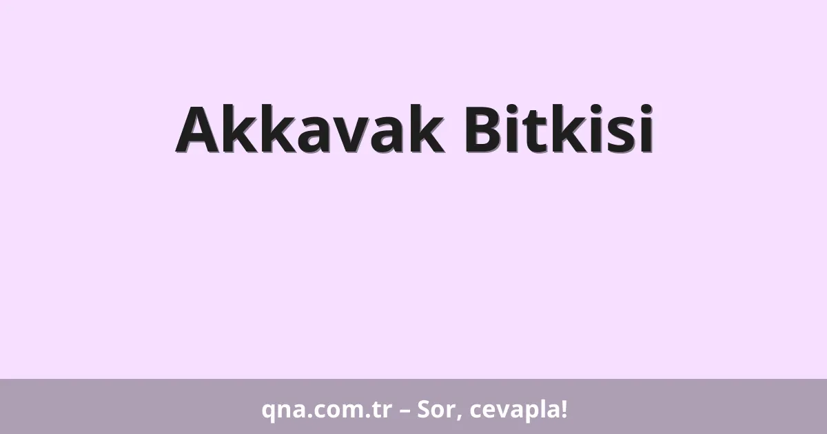 Akkavak Bitkisi