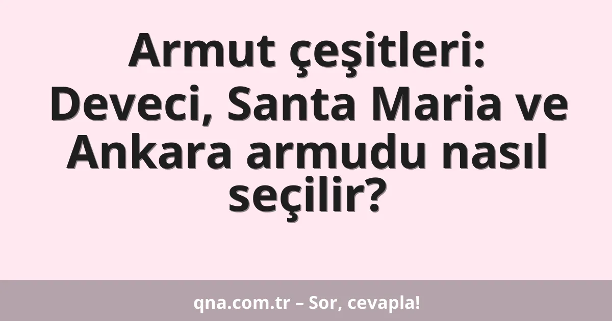 Armut çeşitleri: Deveci, Santa Maria ve Ankara armudu nasıl seçilir?