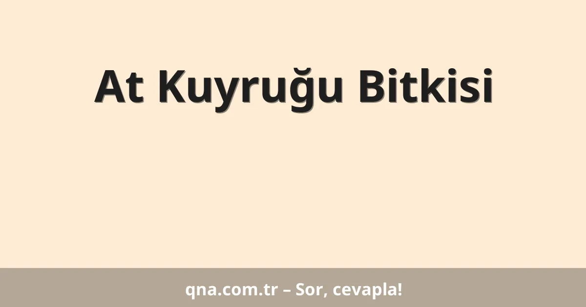 At Kuyruğu Bitkisi