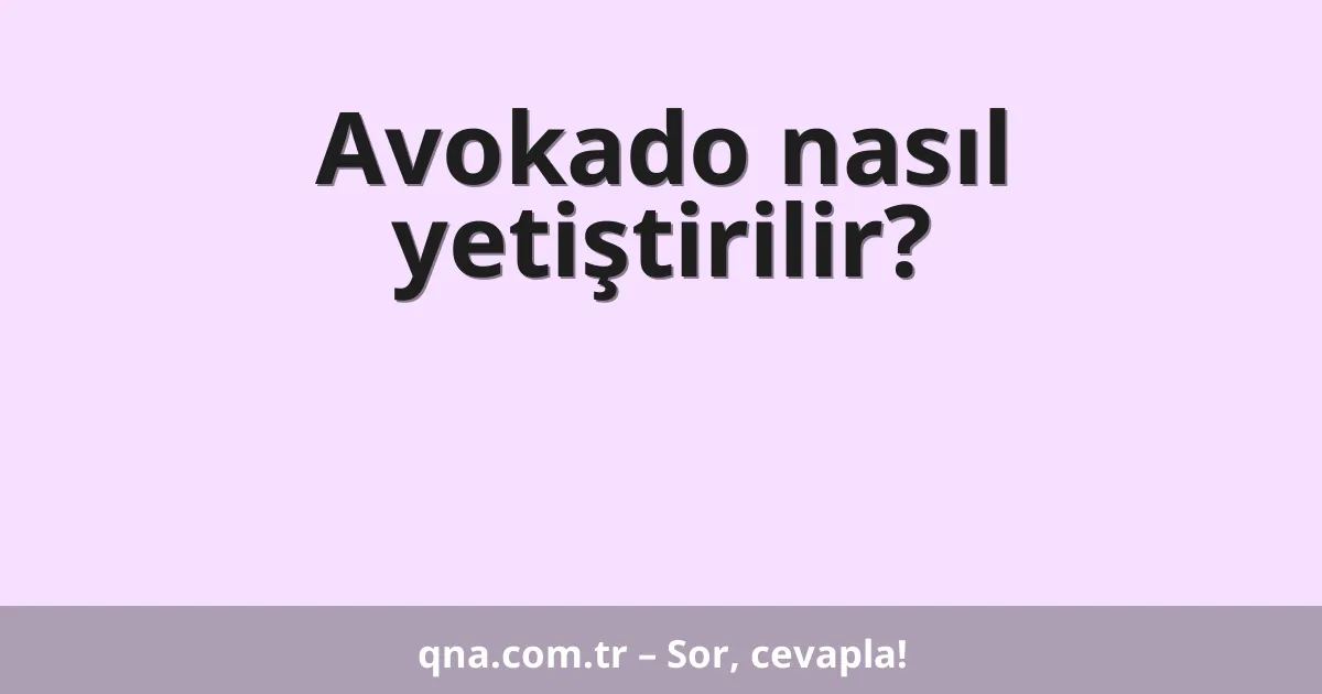 Avokado nasıl yetiştirilir?