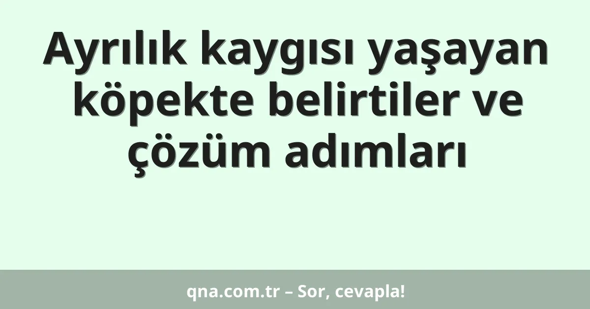Ayrılık kaygısı yaşayan köpekte belirtiler ve çözüm adımları
