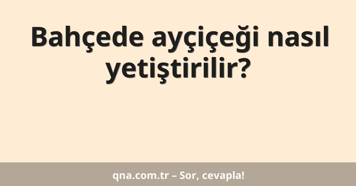 Bahçede ayçiçeği nasıl yetiştirilir?