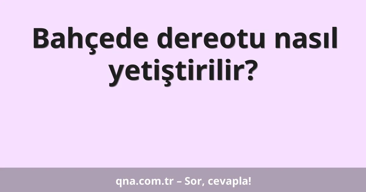 Bahçede dereotu nasıl yetiştirilir?