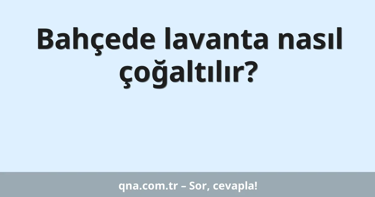 Bahçede lavanta nasıl çoğaltılır?