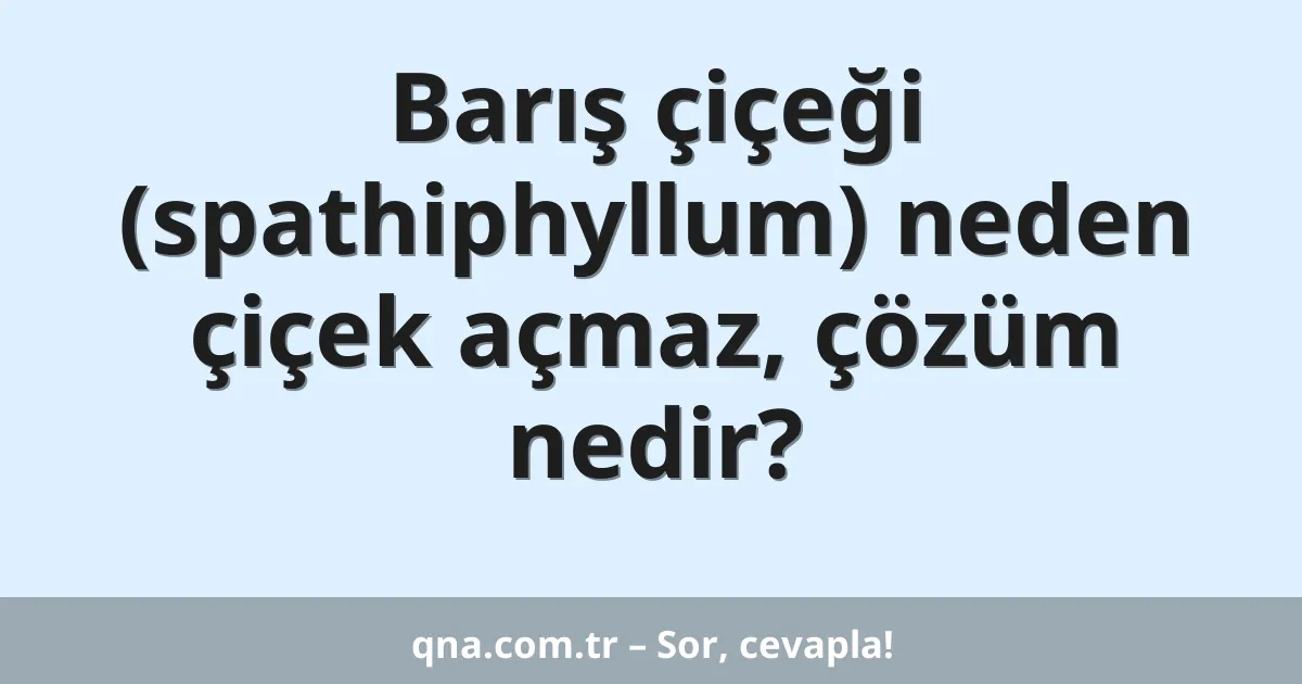 Barış çiçeği (spathiphyllum) neden çiçek açmaz, çözüm nedir?