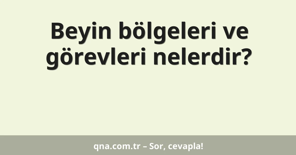 Beyin bölgeleri ve görevleri nelerdir?