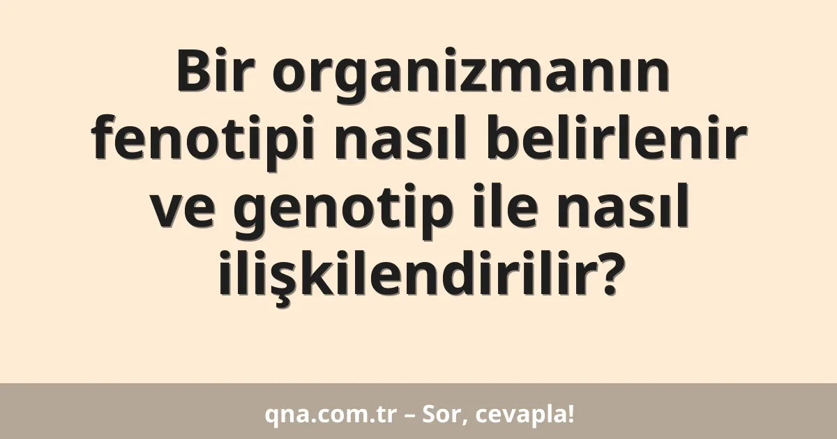Bir organizmanın fenotipi nasıl belirlenir ve genotip ile nasıl ilişkilendirilir?