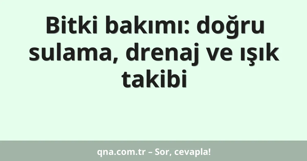 Bitki bakımı: doğru sulama, drenaj ve ışık takibi