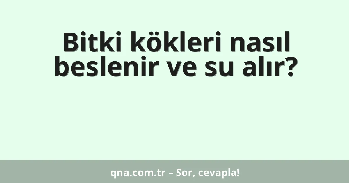 Bitki kökleri nasıl beslenir ve su alır?