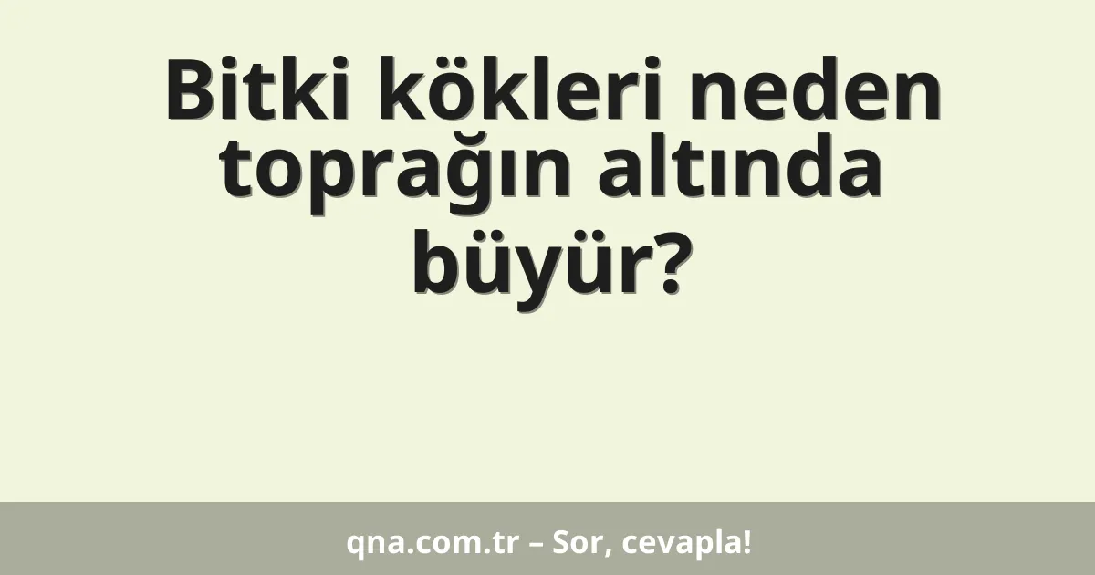 Bitki kökleri neden toprağın altında büyür?
