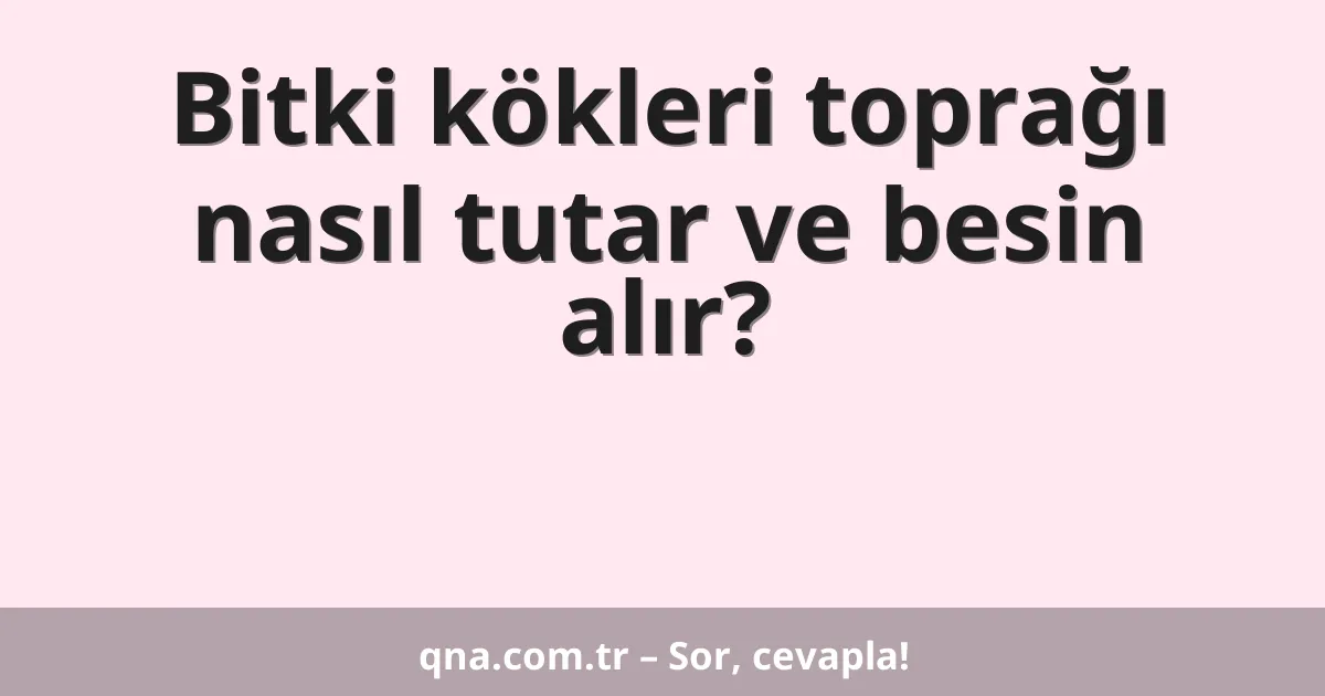 Bitki kökleri toprağı nasıl tutar ve besin alır?