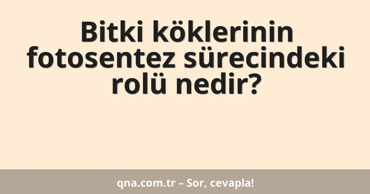 Bitki köklerinin fotosentez sürecindeki rolü nedir?