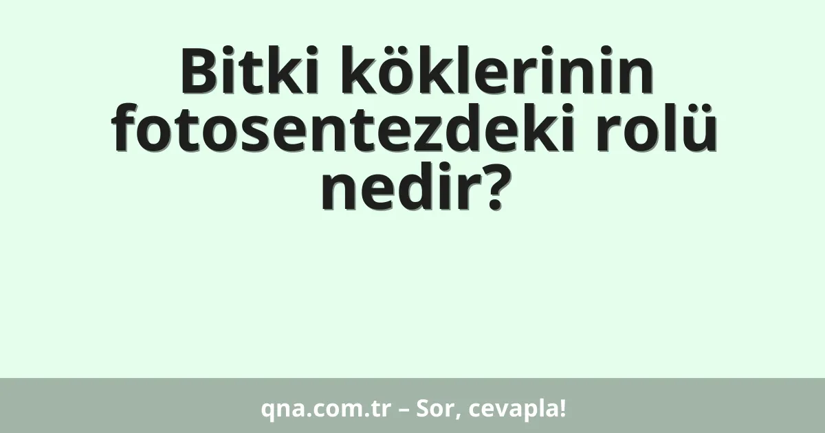 Bitki köklerinin fotosentezdeki rolü nedir?