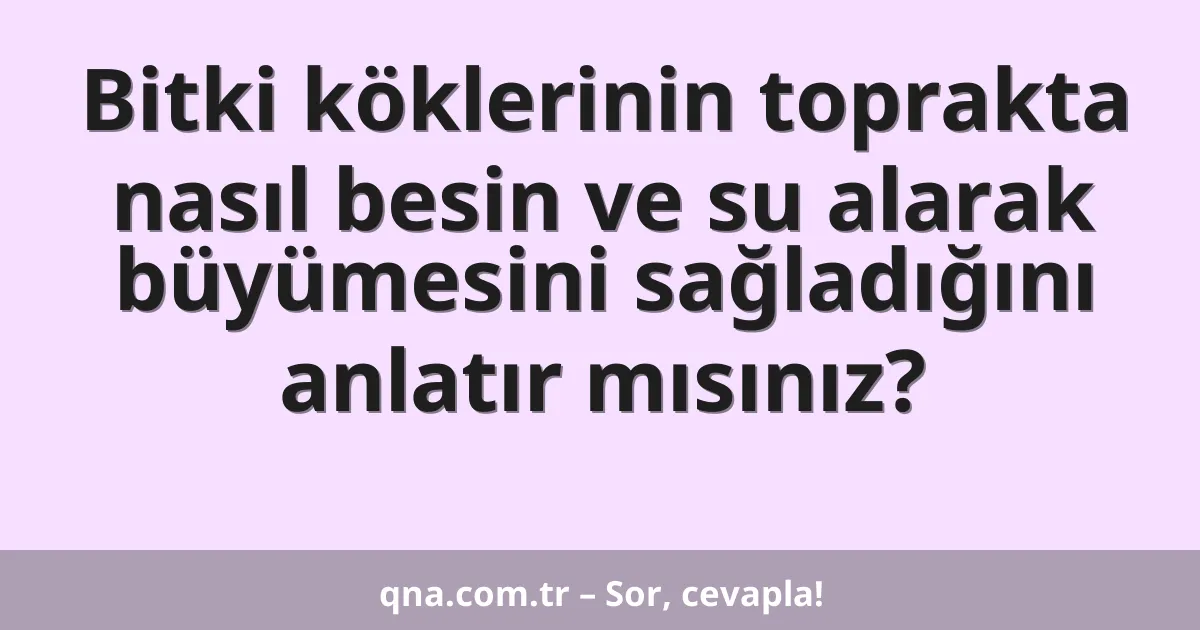Bitki köklerinin toprakta nasıl besin ve su alarak büyümesini sağladığını anlatır mısınız?