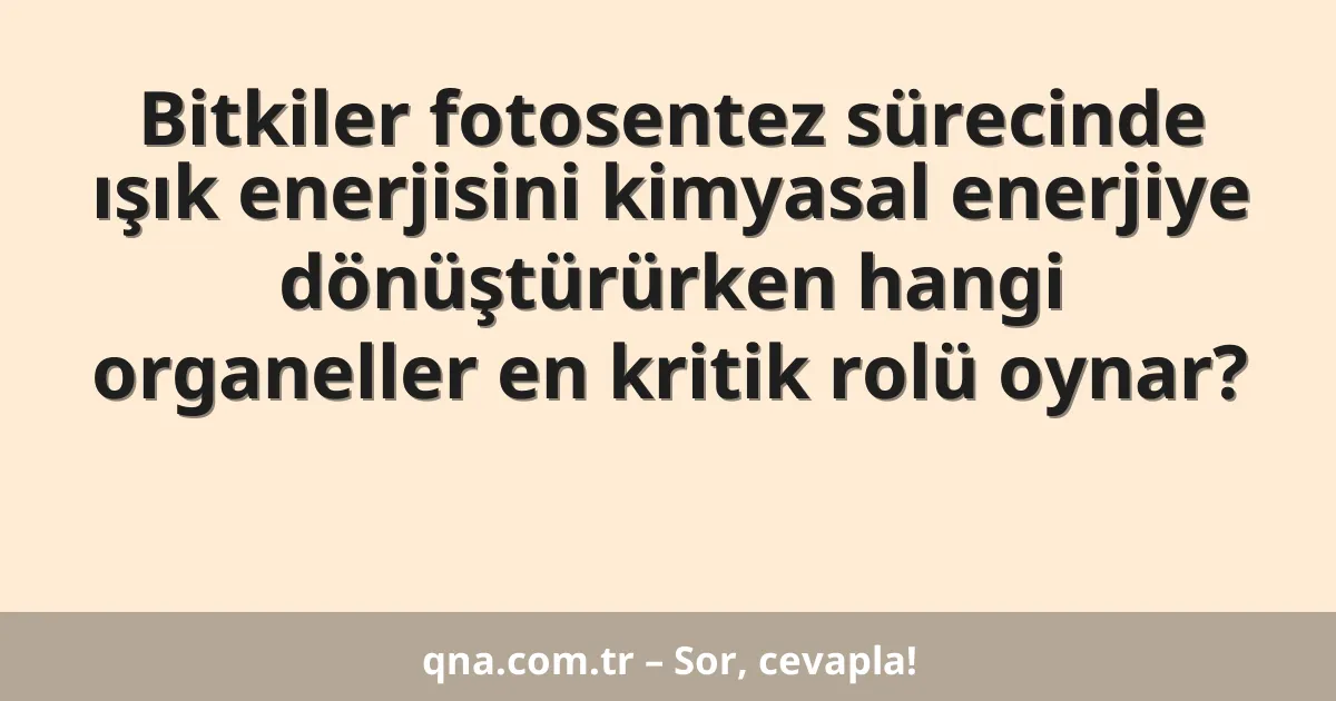 Bitkiler fotosentez sürecinde ışık enerjisini kimyasal enerjiye dönüştürürken hangi organeller en kritik rolü oynar?