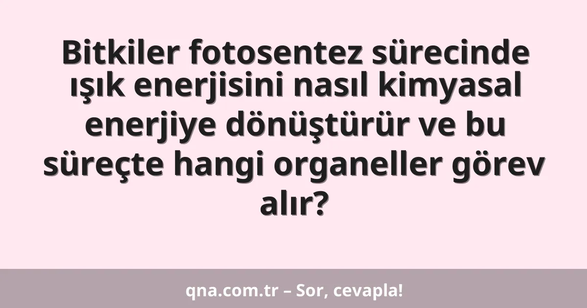 Bitkiler fotosentez sürecinde ışık enerjisini nasıl kimyasal enerjiye dönüştürür ve bu süreçte hangi organeller görev alır?