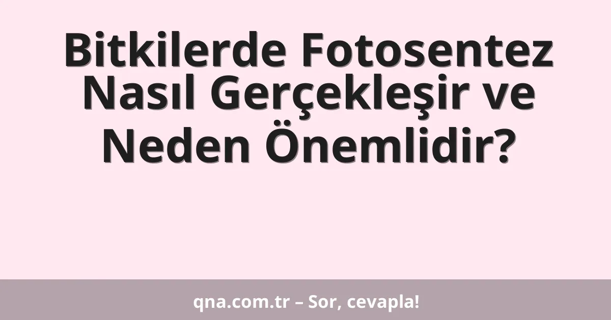 Bitkilerde Fotosentez Nasıl Gerçekleşir ve Neden Önemlidir?