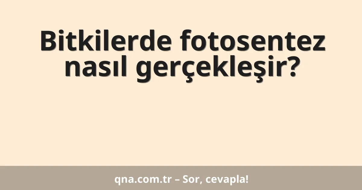 Bitkilerde fotosentez nasıl gerçekleşir?