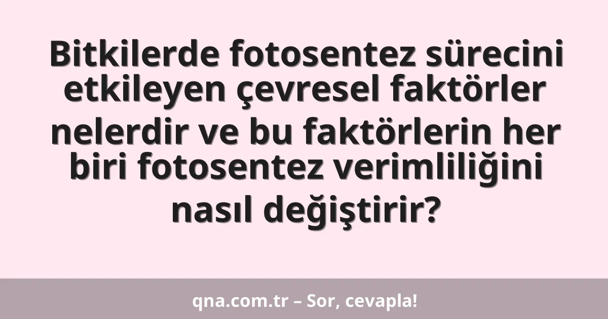 Bitkilerde fotosentez sürecini etkileyen çevresel faktörler nelerdir ve bu faktörlerin her biri fotosentez verimliliğini nasıl değiştirir?