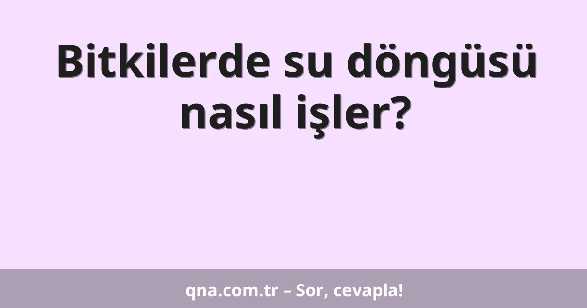 Bitkilerde su döngüsü nasıl işler?