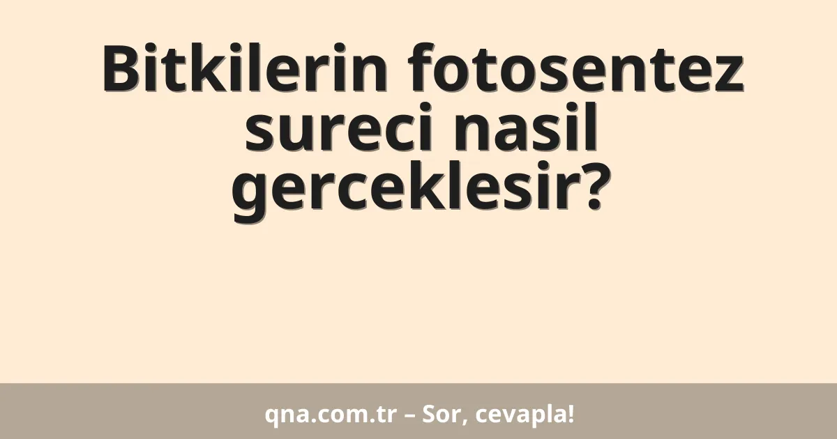 Bitkilerin fotosentez sureci nasil gerceklesir?