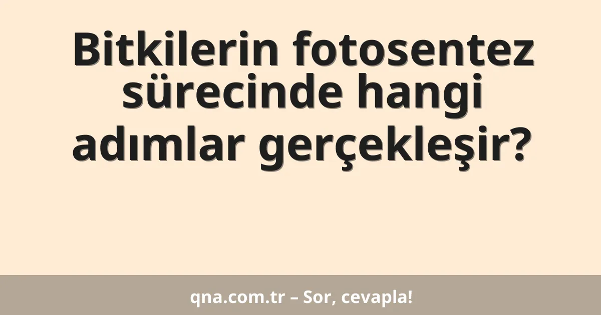 Bitkilerin fotosentez sürecinde hangi adımlar gerçekleşir?