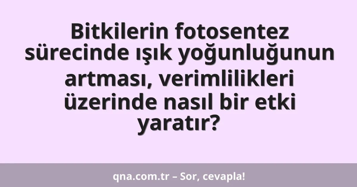 Bitkilerin fotosentez sürecinde ışık yoğunluğunun artması, verimlilikleri üzerinde nasıl bir etki yaratır?
