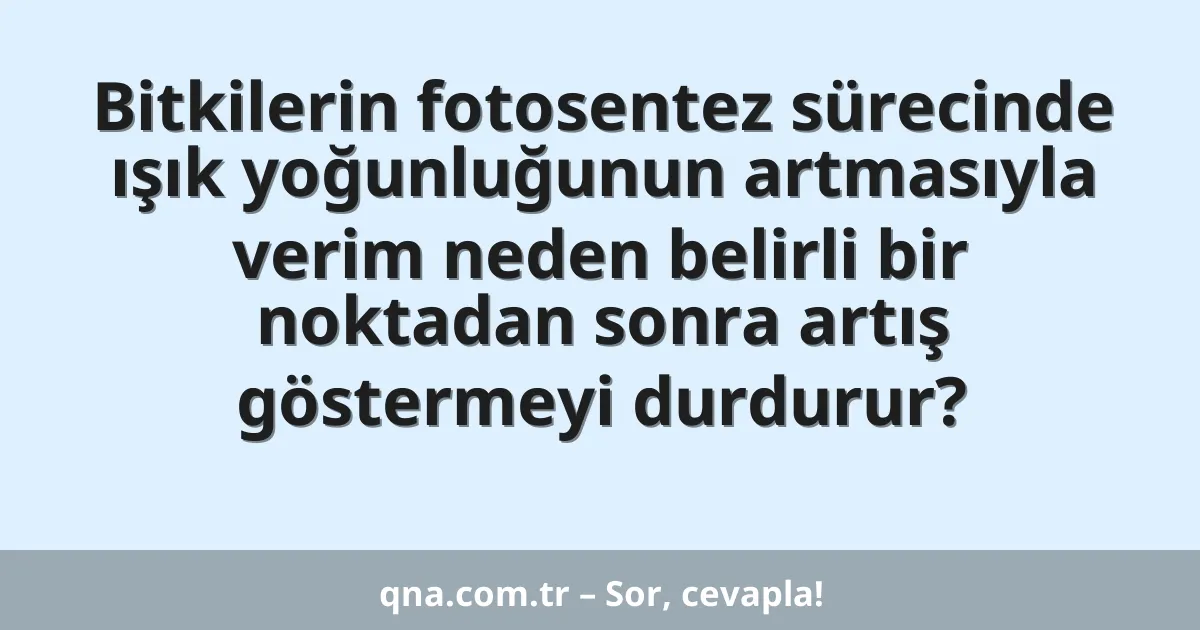 Bitkilerin fotosentez sürecinde ışık yoğunluğunun artmasıyla verim neden belirli bir noktadan sonra artış göstermeyi durdurur?