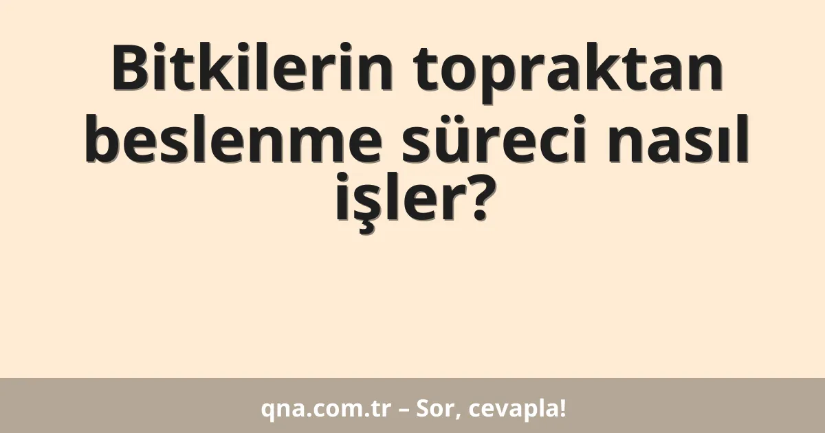 Bitkilerin topraktan beslenme süreci nasıl işler?