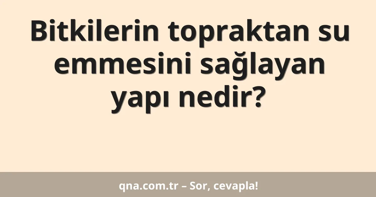 Bitkilerin topraktan su emmesini sağlayan yapı nedir?