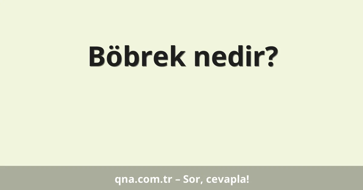 Böbrek nedir?