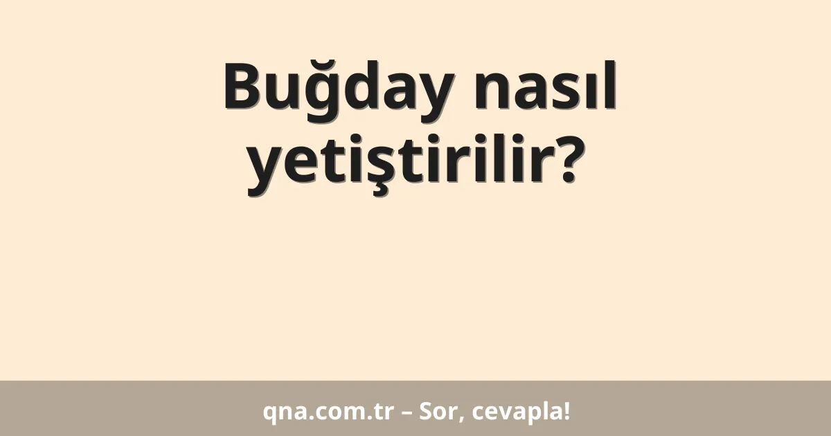 Buğday nasıl yetiştirilir?