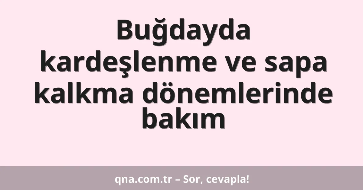 Buğdayda kardeşlenme ve sapa kalkma dönemlerinde bakım