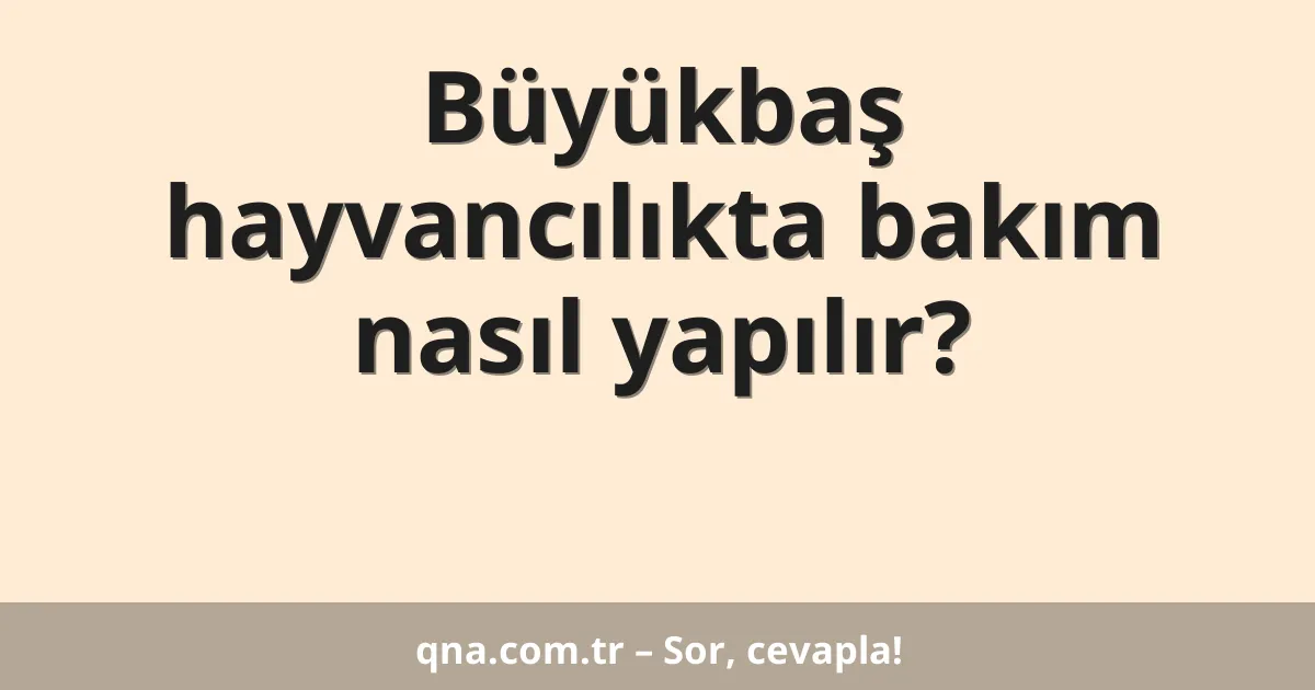 Büyükbaş hayvancılıkta bakım nasıl yapılır?