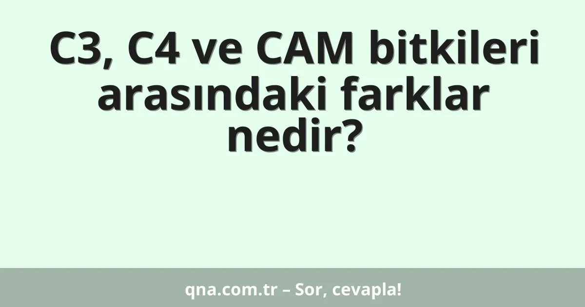 C3, C4 ve CAM bitkileri arasındaki farklar nedir?
