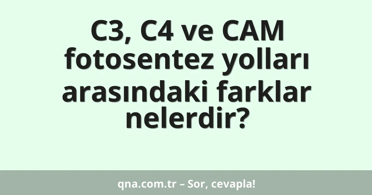 C3, C4 ve CAM fotosentez yolları arasındaki farklar nelerdir?