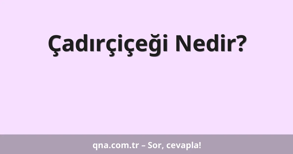 Çadırçiçeği Nedir?