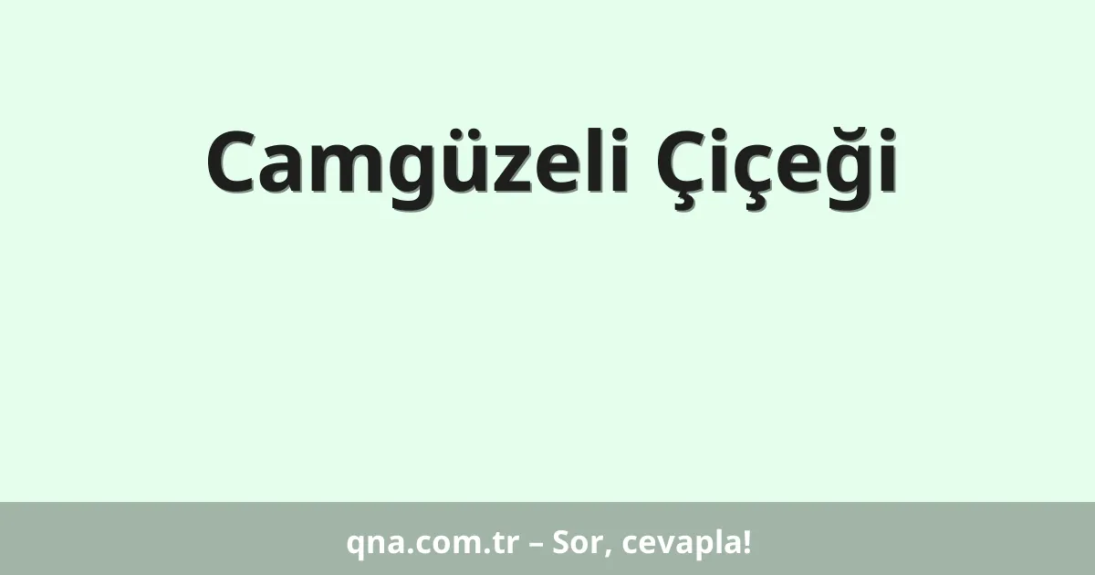 Camgüzeli Çiçeği