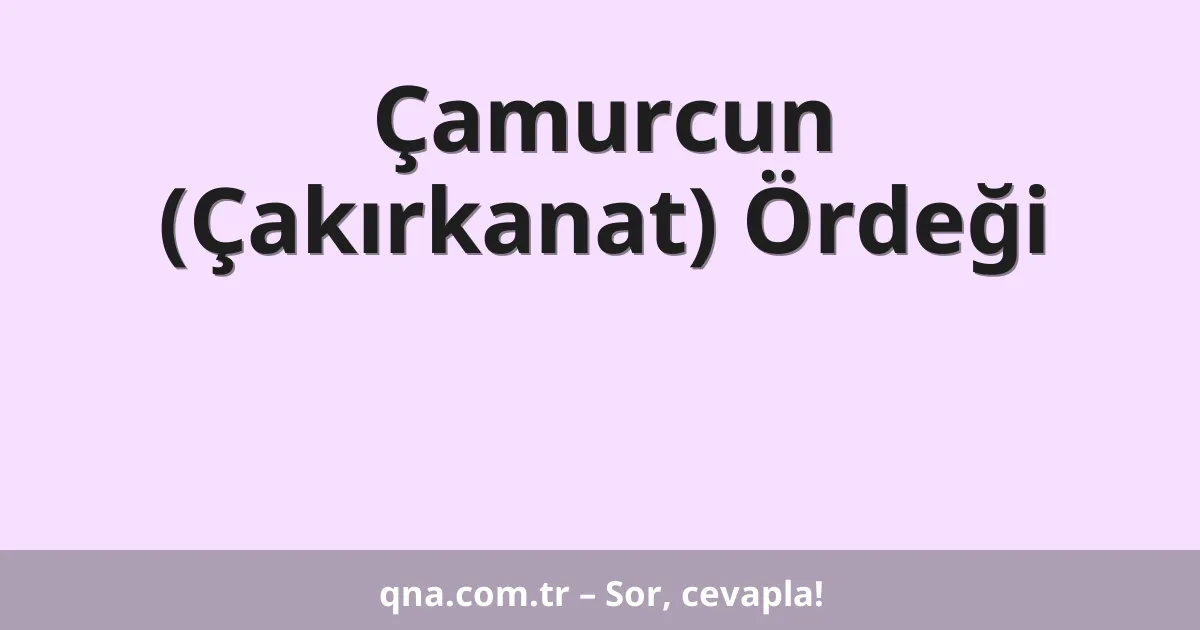 Çamurcun (Çakırkanat) Ördeği