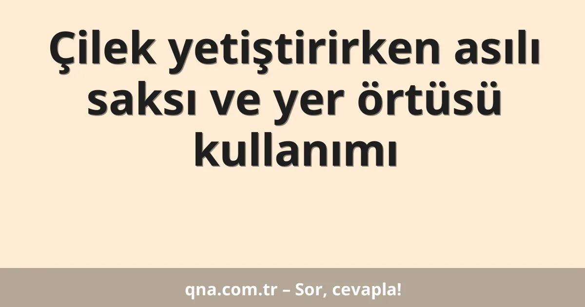 Çilek yetiştirirken asılı saksı ve yer örtüsü kullanımı