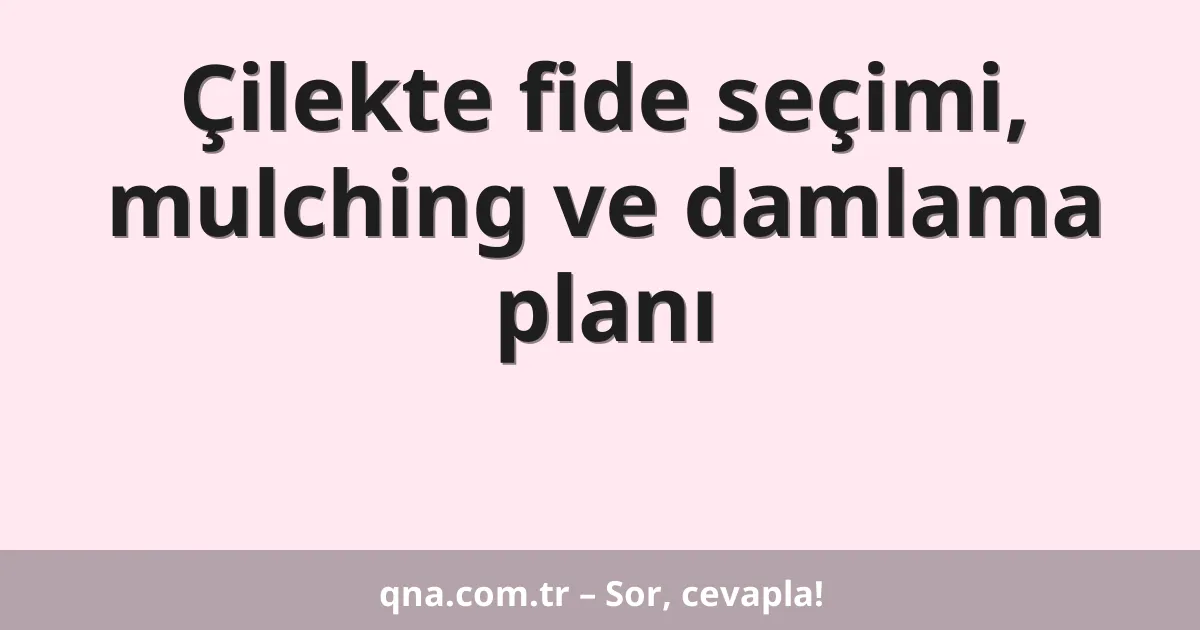 Çilekte fide seçimi, mulching ve damlama planı
