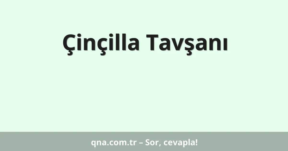 Çinçilla Tavşanı