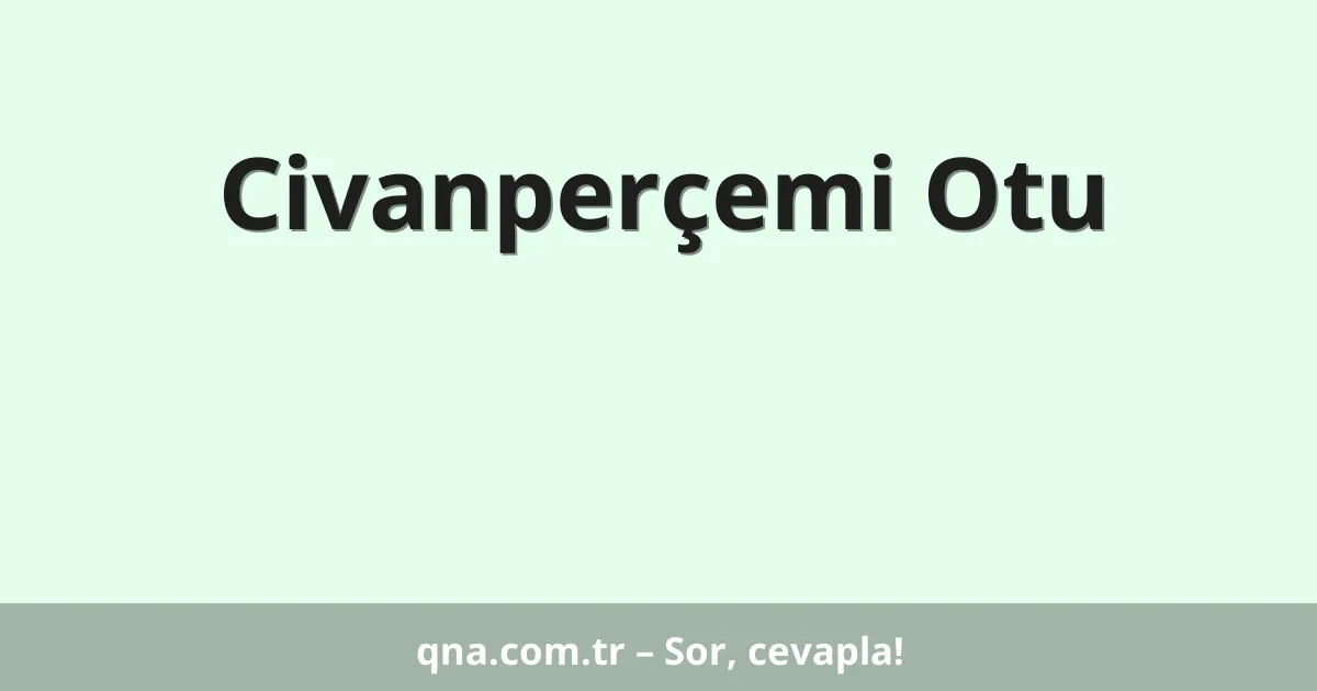 Civanperçemi Otu