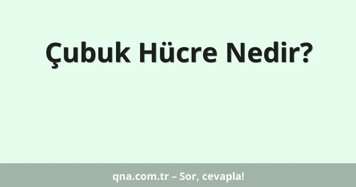 Çubuk Hücre Nedir?
