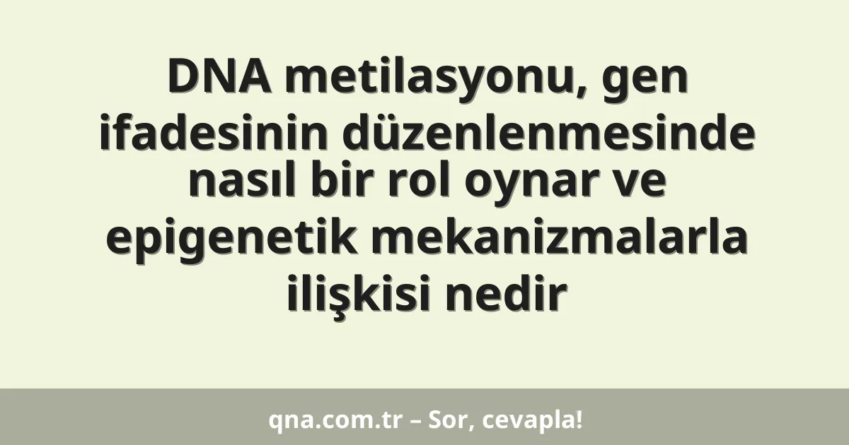 DNA metilasyonu, gen ifadesinin düzenlenmesinde nasıl bir rol oynar ve epigenetik mekanizmalarla ilişkisi nedir
