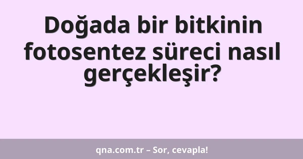 Doğada bir bitkinin fotosentez süreci nasıl gerçekleşir?